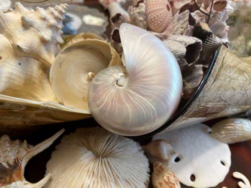 seashells